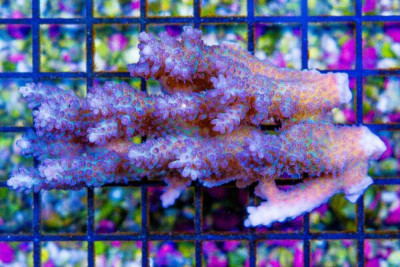 Acropora Colony – Australia (Blue Video Inside!)