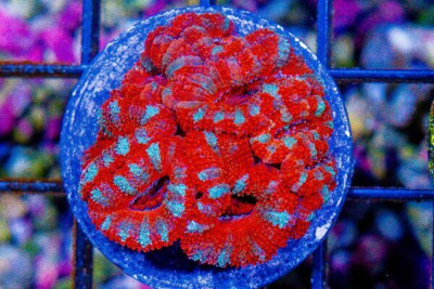 Acan Lord Frag
