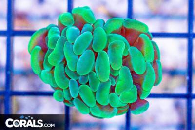 HOTSHOT Branching Hammer Frag – AQUACULTURED
