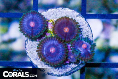 PLASMA CUTTER Zoanthid Frag – Aquacultured