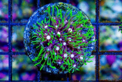 Star Polyp Frag NEON