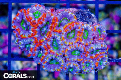 CRAZY RAINBOW ACAN LORD – Australia (Blue Video Inside!)