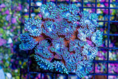 Duncan Colony – Australia 17 Polyps Unique (Blue Video Inside!)