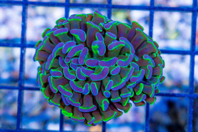 Branching Hammer – Australia Purple Tips Neon Stems! 1 Head