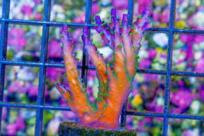 WWC BLUEBERRY FIELDS Acropora Frag Great Size – Aquacultured (WYSIWYG)