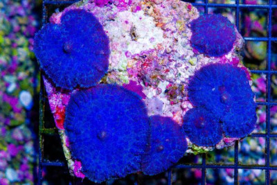 Mushroom Colony Rhodactis PURPLE/BLUE! – INDO
