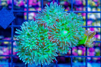 Duncan Colony – Australia 6 Polyps