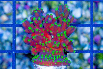MIMF (Marshall Island Mariculture Farm) Neon Green Polyp Acropora Frag Great Size