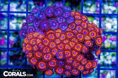 Zoanthid Colony – Indonesia ULTRA
