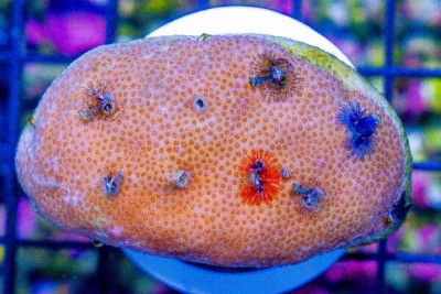 SMALL Christmas Tree Worm Rock – Indo – Invert Hosting in Coral/Rock (Small Worm Variety)