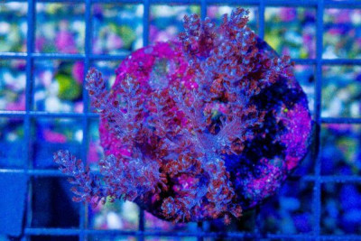 Kenya Tree Coral MINI COLONY on Base!