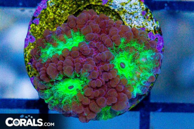 JASON FOX PSYCHO RAINBOW RIM Favia Frag Aquacultured (WYS)