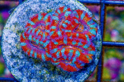 CRAZY RAINBOW Acan Lord Frag
