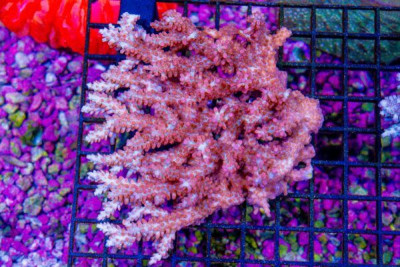 Acropora – Australia STRAWBERRY SHORTCAKE (Blue Video Inside!)
