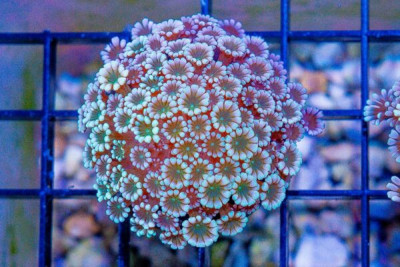 Alveopora Frag ULTRA GLOWS UNDER BLUES!