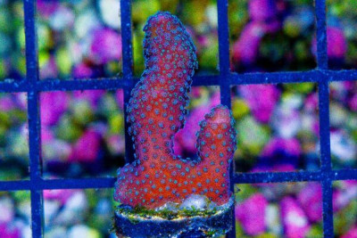 TG OG TYREE RAINBOW Stylophora Frag AQUACULTURED