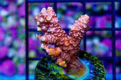 Acropora Frag