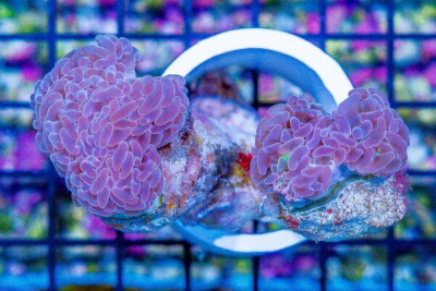 Branching Hammer – Fiji 2 Heads!