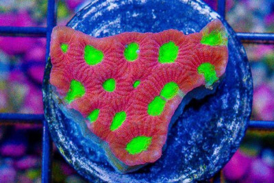 Favia Frag Super Neon Eyes