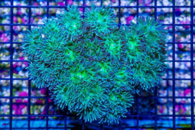 Duncan Colony – Australia 24 Polyps (Blue Video Inside!)