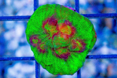 FUEGO Chalice Frag – Aquacultured (WYSIWYG)