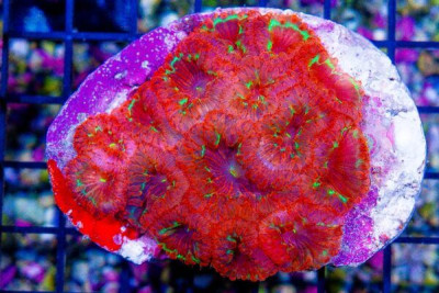 Blasto Wellsi – BIG Polyps – Indonesia Super Ultra (Blue Video Inside!)