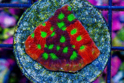 Favia Frag Contrasting Patches
