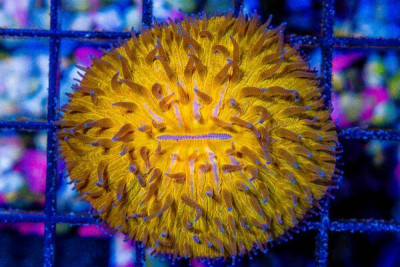 EXTREMELY RARE Helmet Fungia Orange – Australia – Dome Shaped