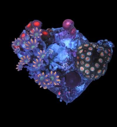 Zoa garden #11