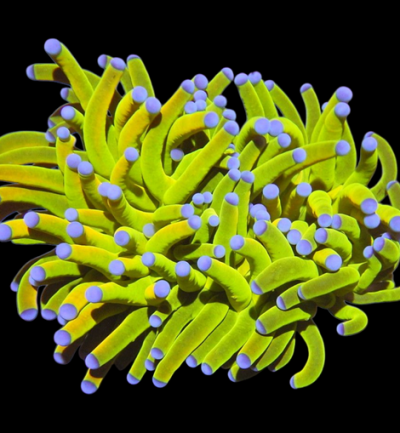 Splitting Holy grail torch