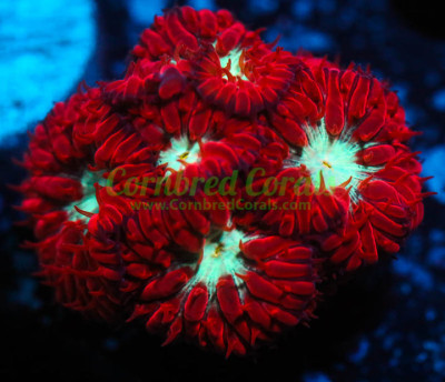 Cornbred's Arctic Blast Blasto Merletti