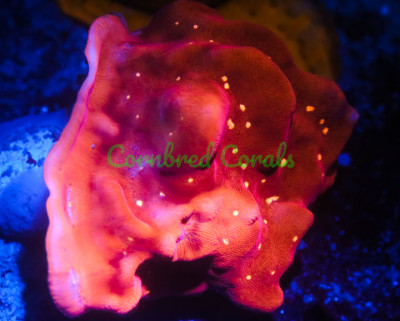 Cornbred's Speckled Dragon Lepto