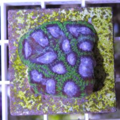 Purple Virus Favia