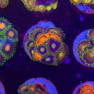 Wysiwyg variety rock