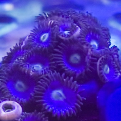 Wysiwyg blueberry fields colony 25 plus heads