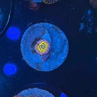 ZOA MYSTERY PACK PLATINUM