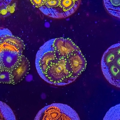 5 zoa pack!