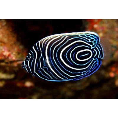 Emperor Angelfish (Juvenile)