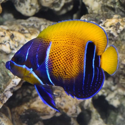 Majestic Angelfish
