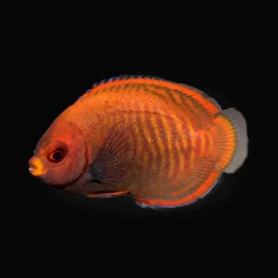 Golden Angelfish (Captive Bred)