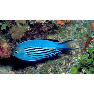 Watanabei Angelfish (Male)