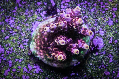 Top Shelf Aquatics Fruity Pebbles