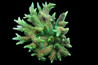 Aqua SD Rainbow Millepora