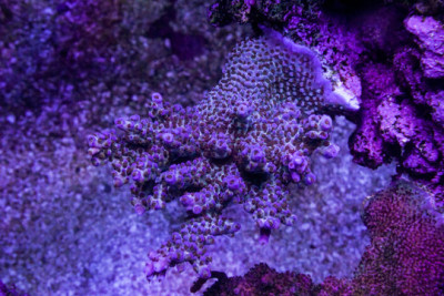 A Reef Creation Fireworks No reviews
