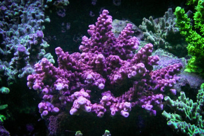 Battle Corals Adam Bomb 2 reviews