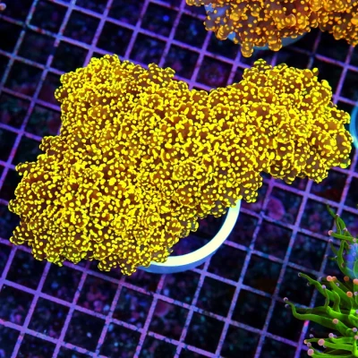 Octospawn Coral - Yellow And Orange Ultra Colored Octospawn Coral