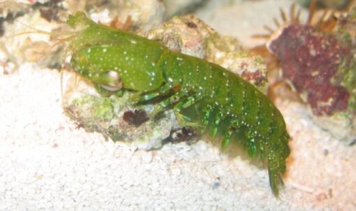 Mantis Shrimp