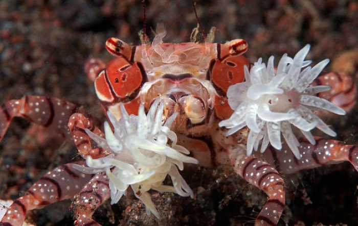 Pom Pom Crab