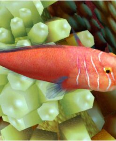 Red Clown Goby