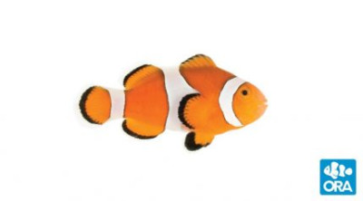 Ocellaris Clownfish